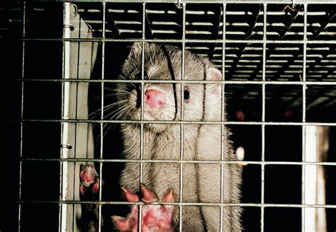 Rescue Animals: Freeing Them from the Cruelty of Fur Farms
